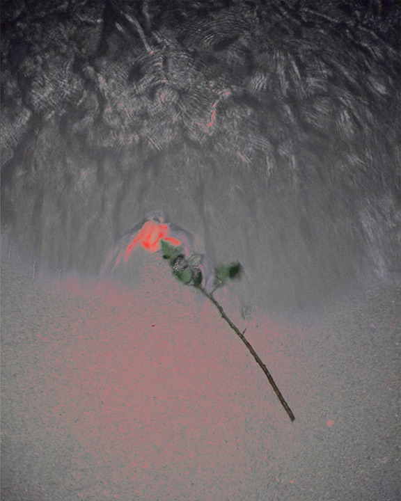 Early Works Rose Cover